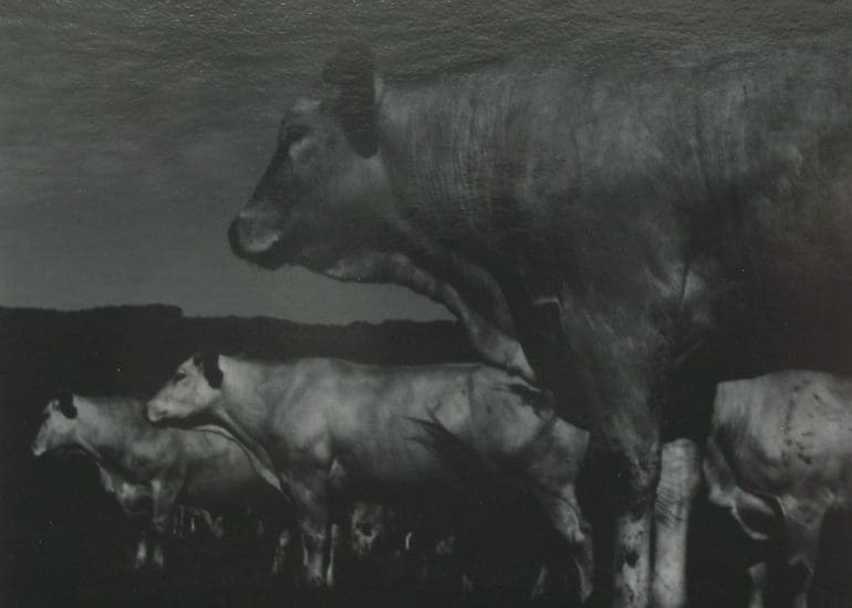 Blonde d'Aquitaine 8 2012 6x6cm