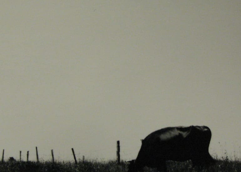 Canadienne 3 2013 6x6cm